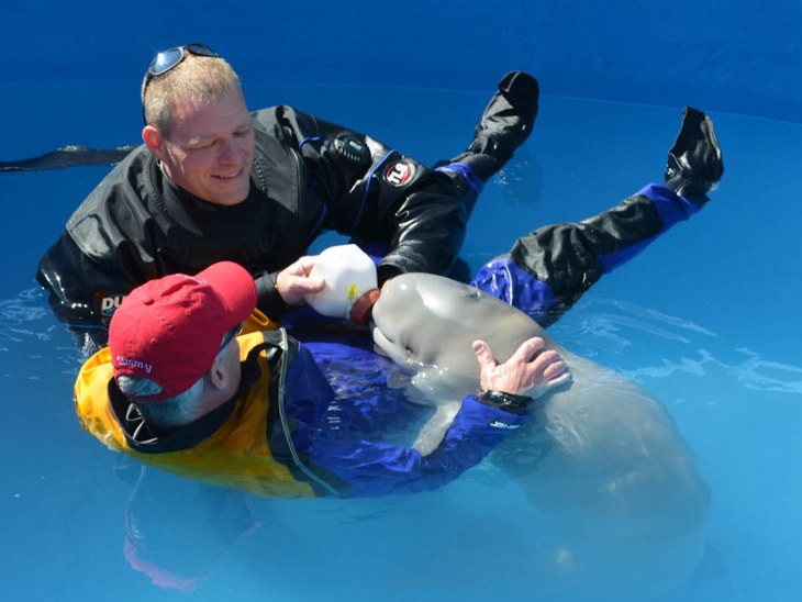 Orphaned baby beluga lost and found  - TODAY.com